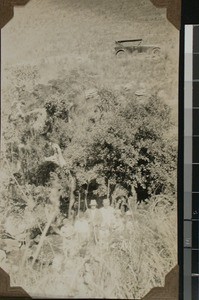 A big nest, Kangelani, KwaZulu Natal, South Africa, (s.d.)