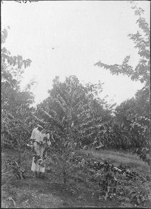 Coffee plantation, Tanzania, ca.1900-1914