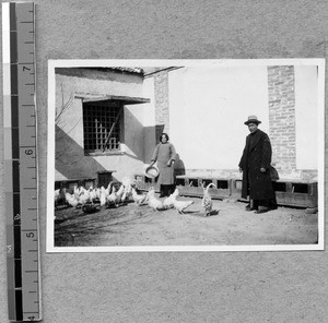 Chickens at animal husbandry program of Harwood Bible Training School, Fenyang, Shanxi, China, ca.1936-37