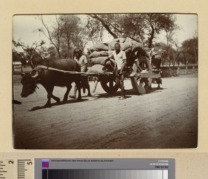 Two wheeled wagon, Punjab, Pakistan, ca.1890