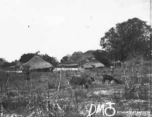 Huts, Matutwini, Mozambique, ca. 1896-1911