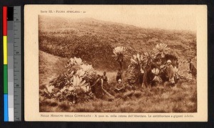 People standing by giant lobelias, Kenya, ca.1920-1940