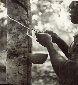 Plantation of Sanaga, in Cameroon