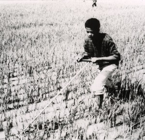 Weeding in a ricefield in Ambositra, Madagascar