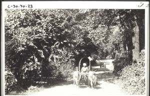 "A tree-lined street near Mettupalaiyam, at the foot of the Blue Mountains, India."