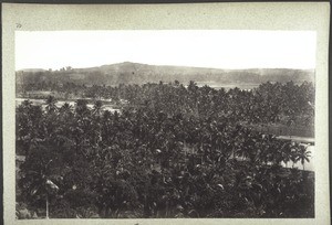 A garden of palms