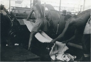 Plantation of rubber, near the Sanaga, in Cameroon