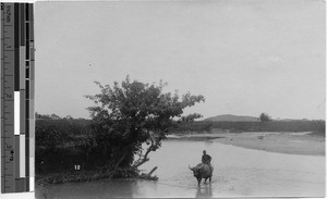 Man riding a water buffalo through a stream of water, Hong Kong, China, ca.1920