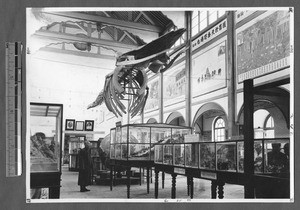 Whale skeleton display at Whitewright Institute, Jinan, Shandong, China, 1947