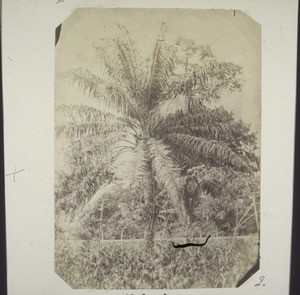 The oil palm, elais guineensis