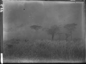 Bush fire, Mozambique, ca. 1901-1907