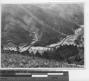 Rice terracing at Dongan, China, 1928