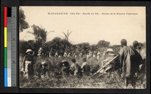 People harvesting rice while missionary father watches, Madagascar, ca.1920-1940