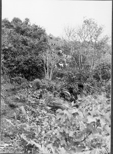 Goats and sheep grazing, Moshi?, Tanzania, ca.1901-1910