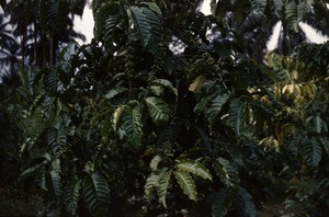 Coffee bush, Bankim, Adamaoua, Cameroon, 1953-1968