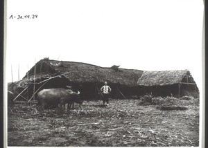 Mill to extract the juice from sugar-cane in China