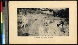 Setting out rice plants, China, ca.1920-1937