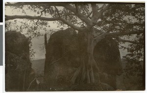 Qilxu tree at Tulluu Gumaa, Ethiopia, 1929-04-04