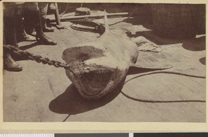 Shark fishing, Lumbo, Mozambique, 1918