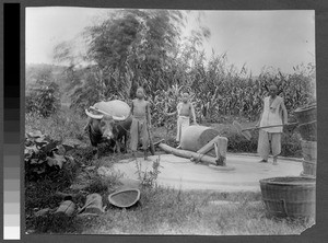 Hulling rice, Sichuan, China, ca.1900-1920