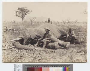 Hunters and dead elephant, Kikuyu, Kenya, ca.1910