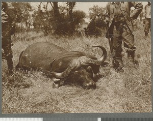 Water buffalo, Mozambique, 1918