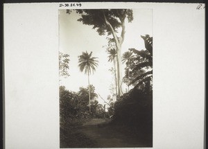 Odum tree with an oil palm on the left