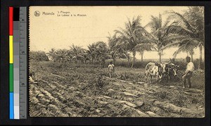 Man plowing a field with two oxen, Congo, ca.1922