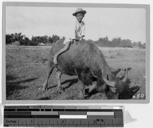 Boy riding water buffalo, Philippines, ca. 1920-1940