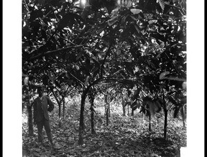 "Cocoa farm"