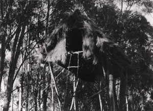 Hut in a tree, in Madagascar