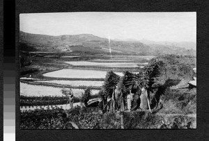 Transporting great loads of sugar cane on foot, Sichuan, China, ca.1900-1920