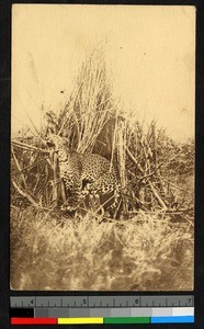 Captured leopard, Ituri, Congo, ca.1920-1940