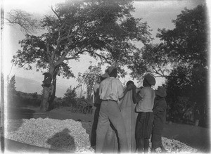 Maize harvest, Antioka, Mozambique, ca. 1916-1930