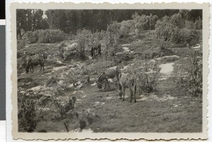 Mules on a pasture next to the mission station Harmshusen, Adis Abeba, Ethiopia, ca.1934-1935