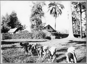 Chaga women cutting grass, Machame, Tanzania, ca.1927-1938