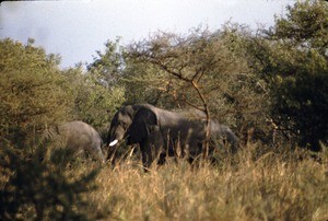 Elephants, Waza, Far North Region, Cameroon, 1953-1968
