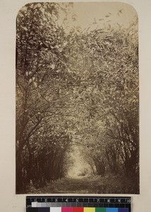 View of forest path, near Andrangaloaka, Madagascar, ca. 1865-1885