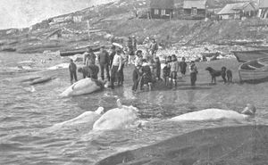 Large catches of beluga whales in Godthåb (Nuuk). Postcard