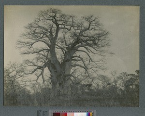 Baobab tree, Livingstonia, Malawi, ca.1920