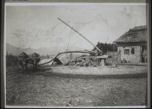 Sugar press worked by buffalos