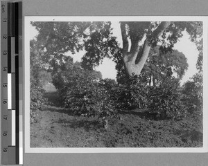 Coffee plants of the Moravian Society, Tanzania, 1927-1939