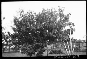 Mango tree, Mozambique, ca. 1933-1939