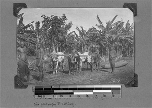 Oxen pulling a tree-trunk, Nyasa, Tanzania, ca. 1910