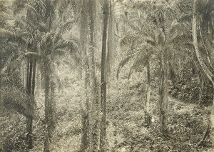 Forest, in Gabon