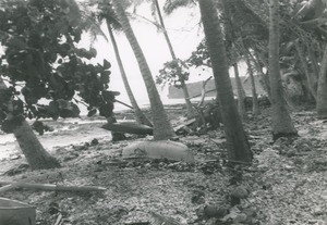 A coconut plantation, atoll of Makatea