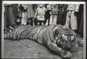 Tiger aus den Topinerbergen. Februar 1936. Von Missionar K. Erny
