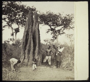 Termite mound