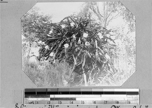 Woman next to a big plant, Elim, South Africa