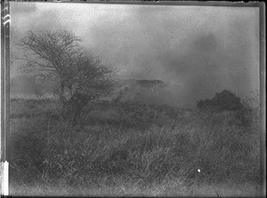 Bush fire, Mozambique, ca. 1901-1907